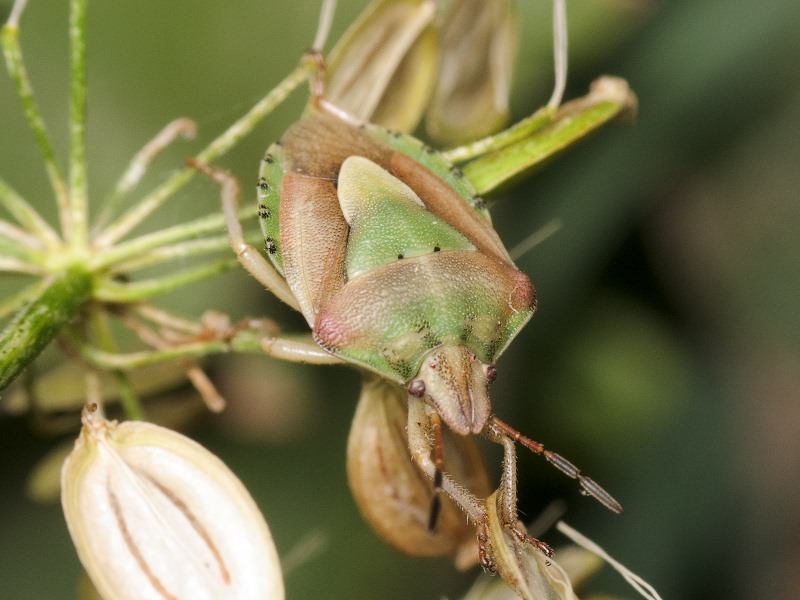 Antheminia lunulata (Goeze, 1778)